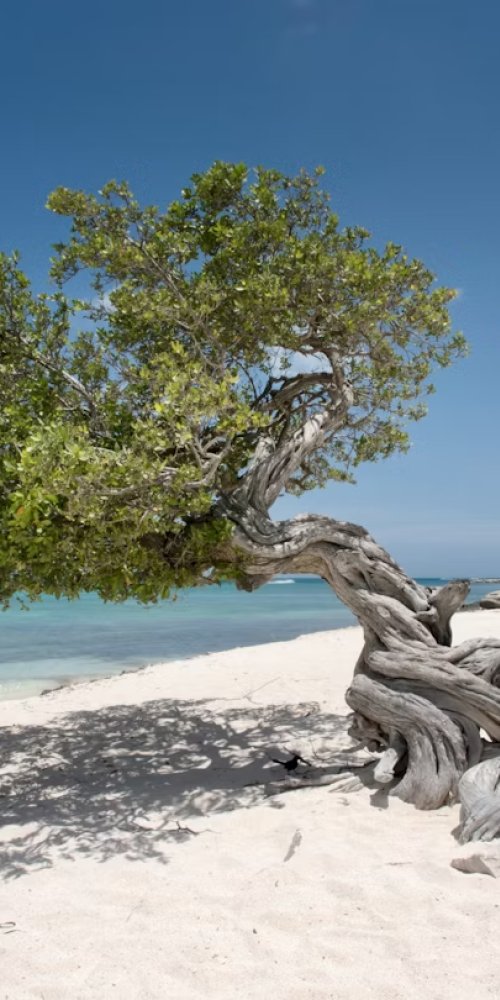 Dining ambience in Aruba, AW
